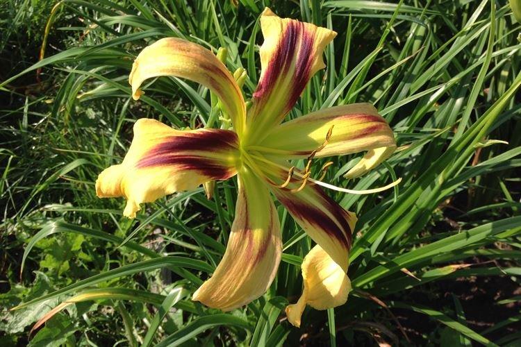 Hémérocalle Hélice