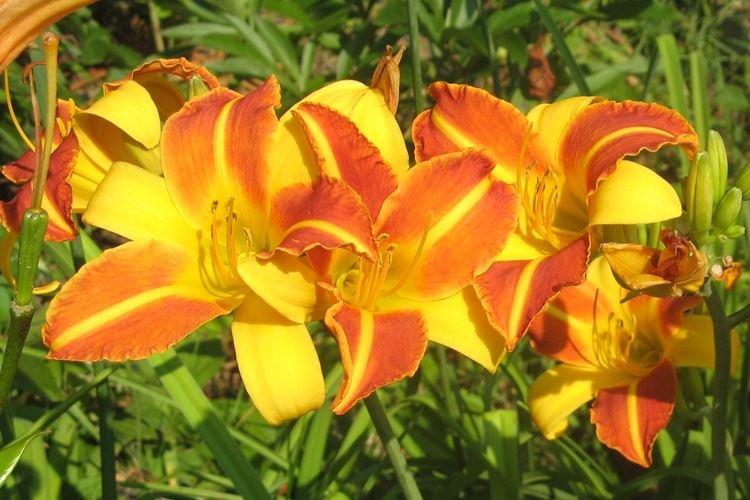 Hybrides de jardin - Espèces d'hémérocalles