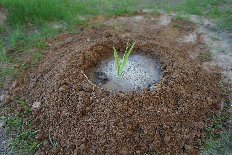 Arrosage - Daylily Care