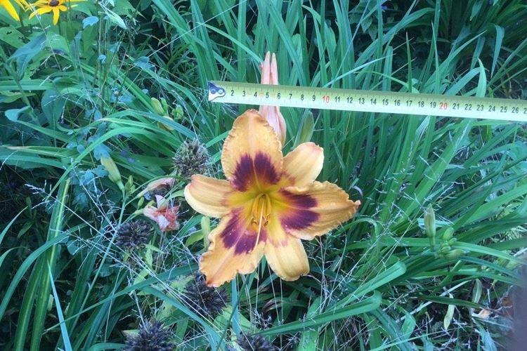 Engrais et alimentation - Soin des hémérocalles