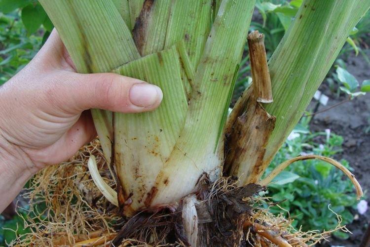 Élagage - Soins de l'hémérocalle