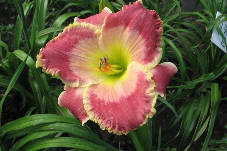 Hémérocalle - photo