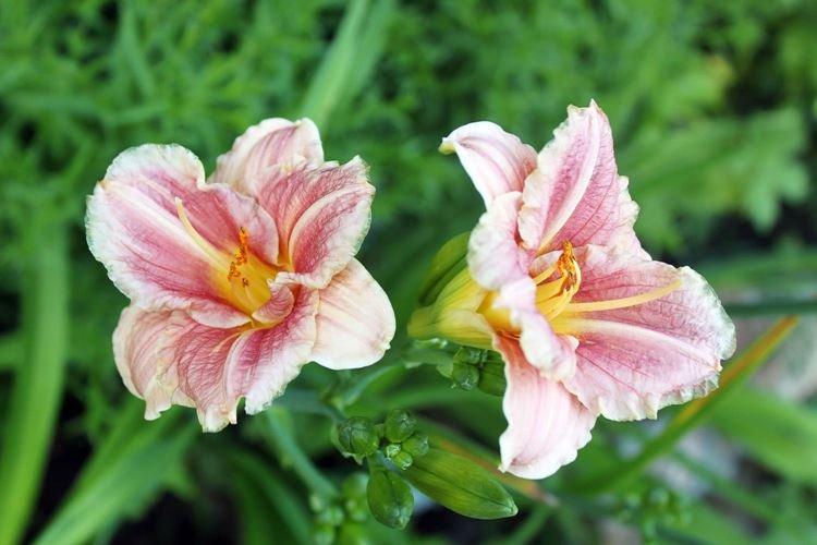 Hémérocalle - photo