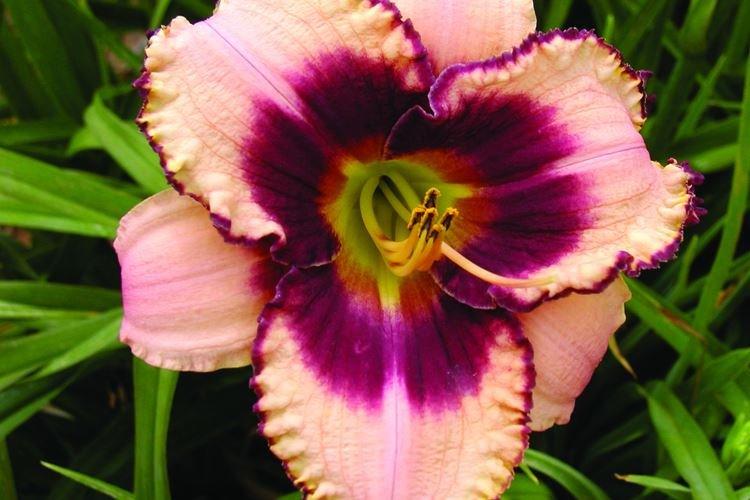 Hémérocalle - photo