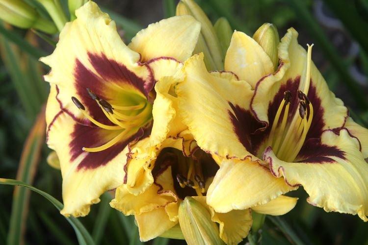 Hémérocalle - photo