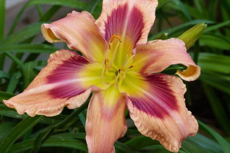 Hémérocalle - photo