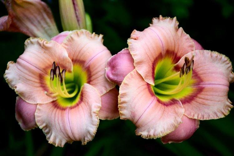 Hémérocalle - photo