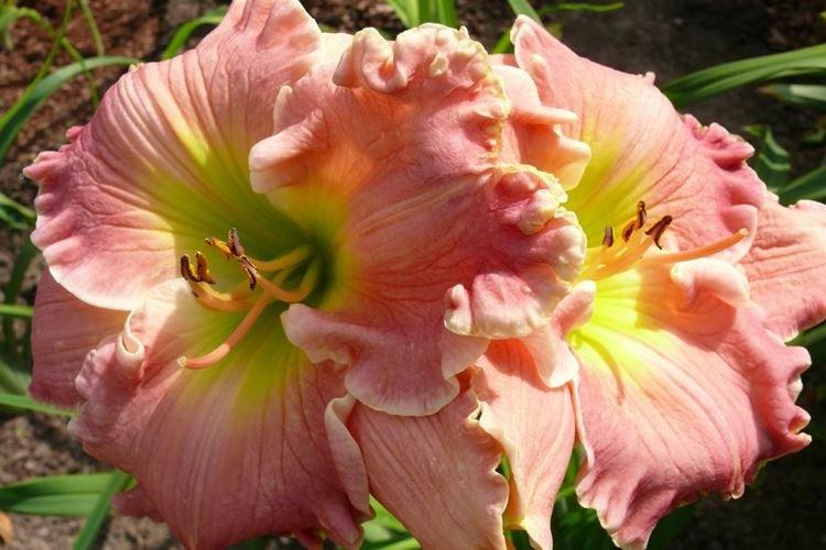 Hémérocalle - photo