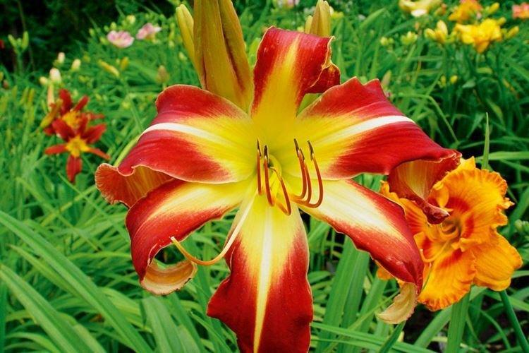 Hémérocalle - photo