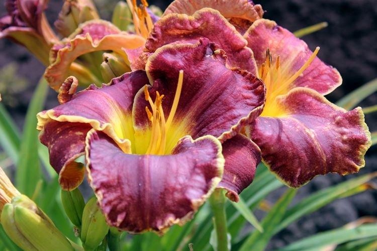 Hémérocalle - photo