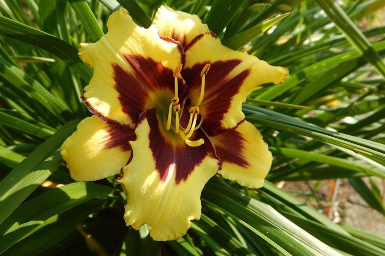 Hémérocalle - photo