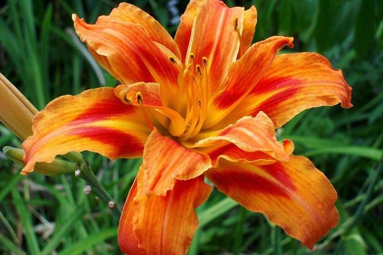 Hémérocalle - photo