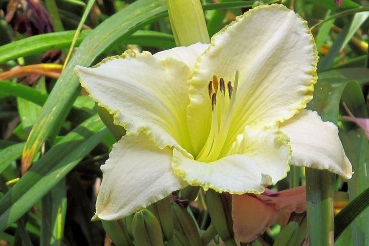 Hémérocalle - photo