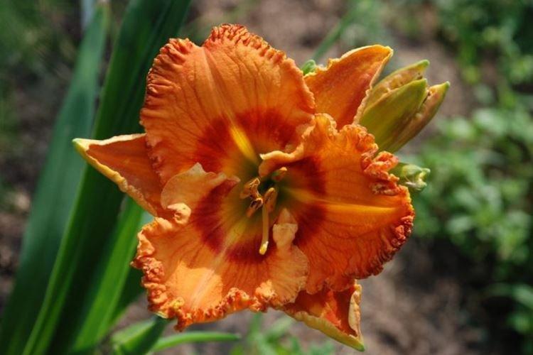 Hémérocalle - photo