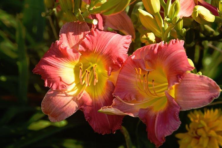 Hémérocalle - photo