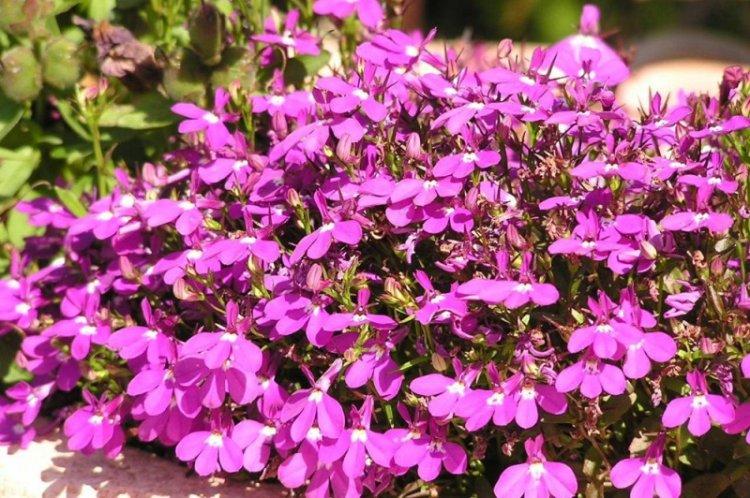 Informations générales - Lobelia