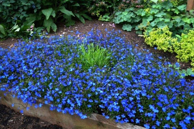 Lobélie bleue - Types de lobélie