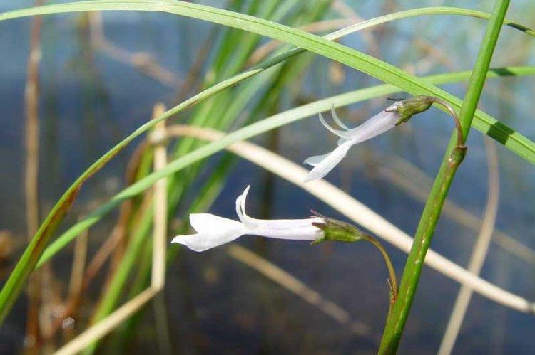 Lobelia Dortman - Types de lobélie