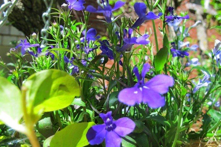 Température - Lobelia Care