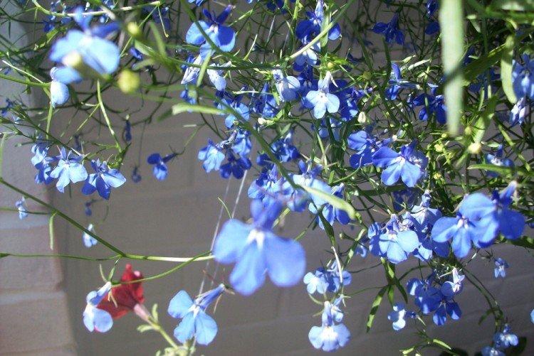 Éclairage - Lobelia Care