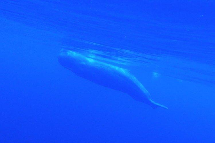 Açores 3D - Meilleurs films de requins