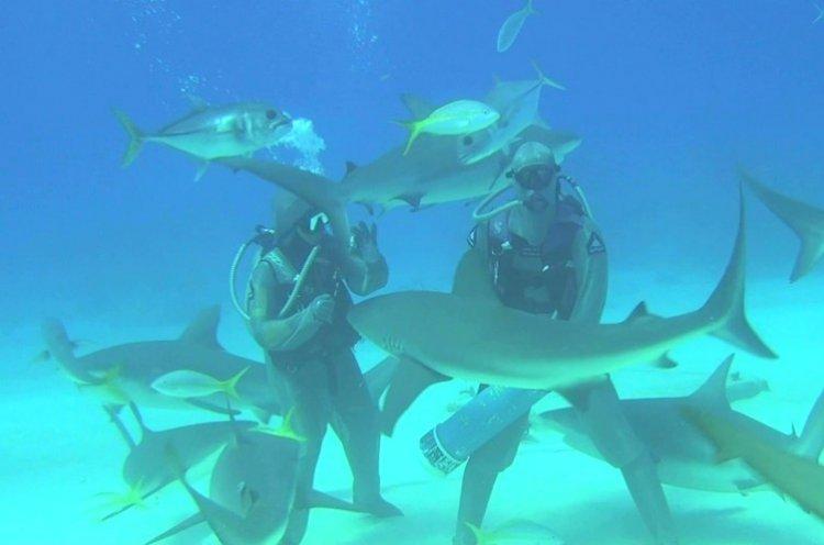 Caribbean 3D Shark Dive - Meilleurs films sur les requins