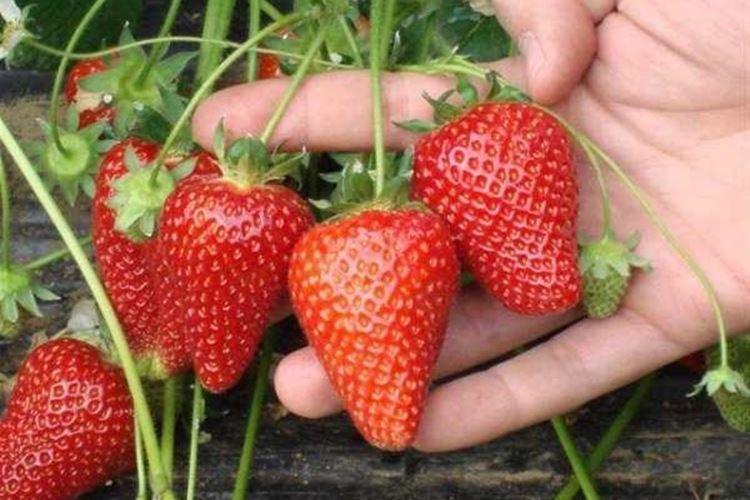 Genève - Best Remont Fraises