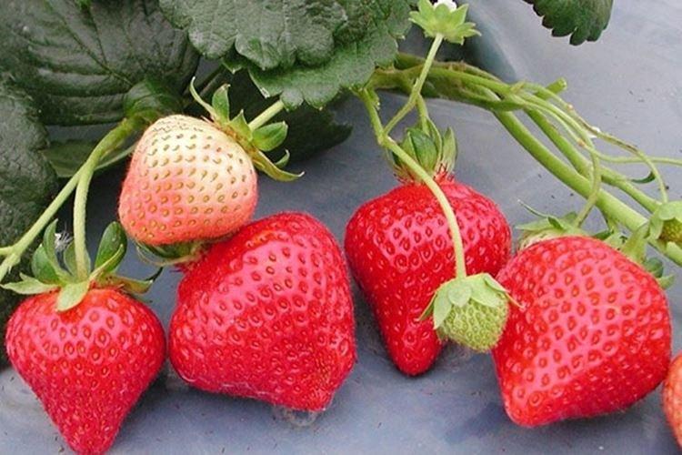 Flamenco - Les meilleures fraises remont