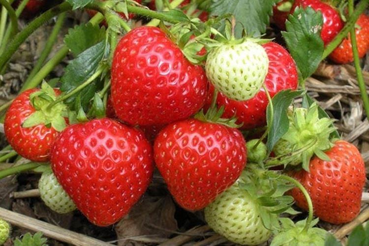 Evie - Les meilleures fraises remontantes