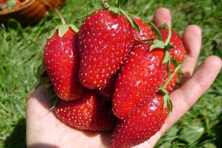 Crimée remontantnaya - Les meilleures variétés de fraises remontantes