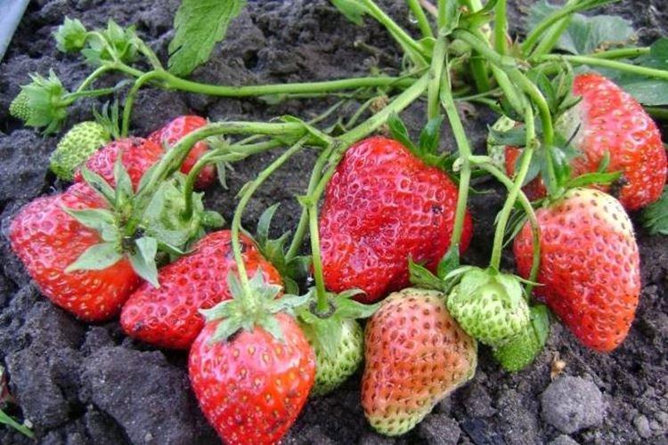 Reine Elizabeth II - Fraises Best Remont