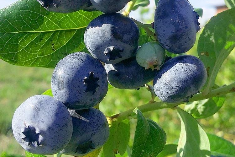 Bluecrop - Les meilleures variétés de myrtilles pour la région de Moscou