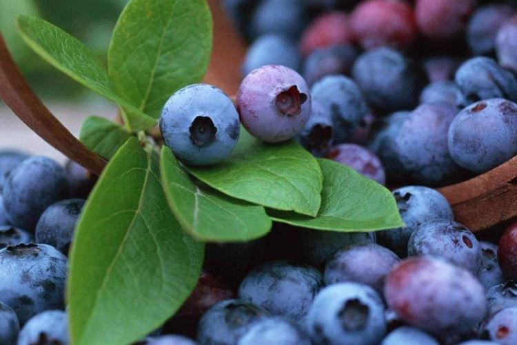 Rankokas - Les meilleures variétés de myrtilles pour la région de Moscou