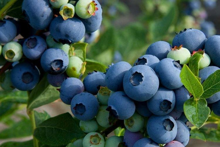 Patriot - Les meilleures variétés de myrtilles pour la région de Moscou