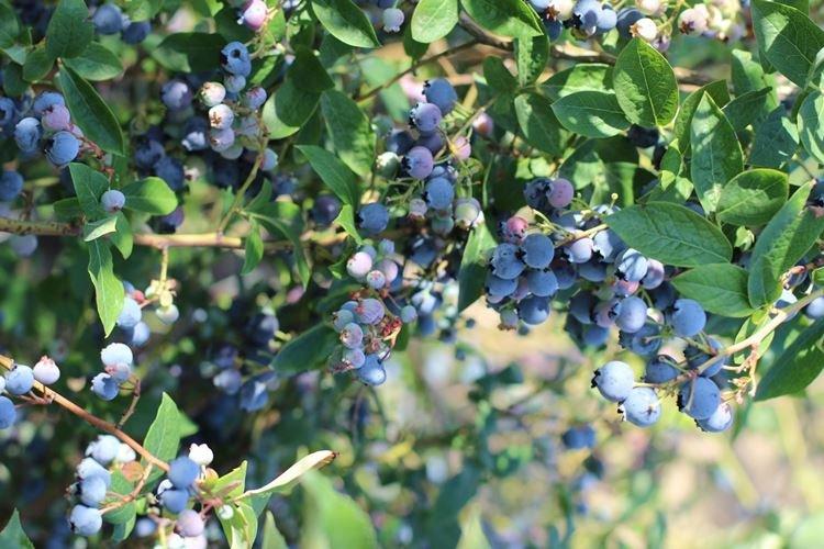 Blurey - Les meilleures variétés de myrtilles pour la région de Moscou