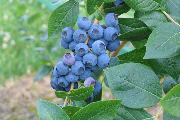 Northblue - Les meilleures variétés de myrtilles pour la région de Moscou