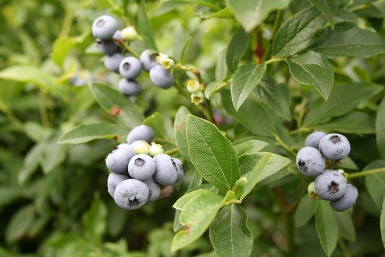 Northcantry - Les meilleures variétés de myrtilles pour la région de Moscou