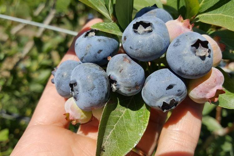 Chippeva - Les meilleures variétés de myrtilles pour la région de Moscou