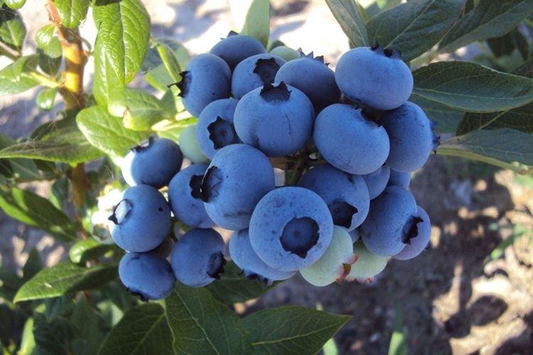 Duke - Les meilleures variétés de myrtilles pour la région de Moscou