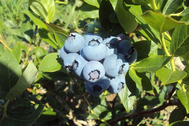 Berkeley - Les meilleures variétés de myrtilles pour la région de Moscou