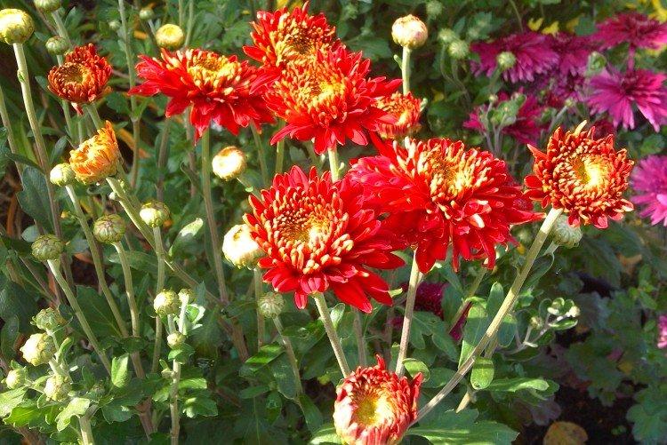 Aurora - Variétés précoces de chrysanthèmes