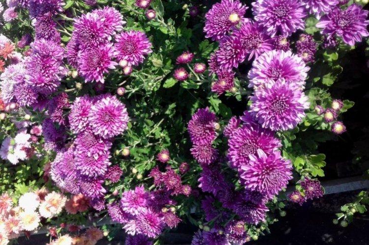 Extrême-Orient - Variétés précoces de chrysanthèmes