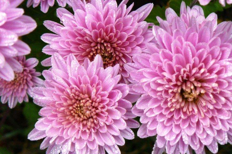 Toit de vallée - Chrysanthèmes moyens