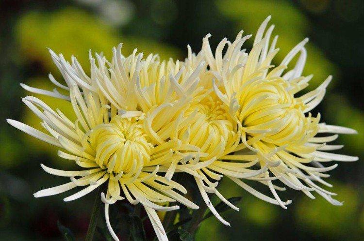 Luyon - Variétés tardives de chrysanthèmes