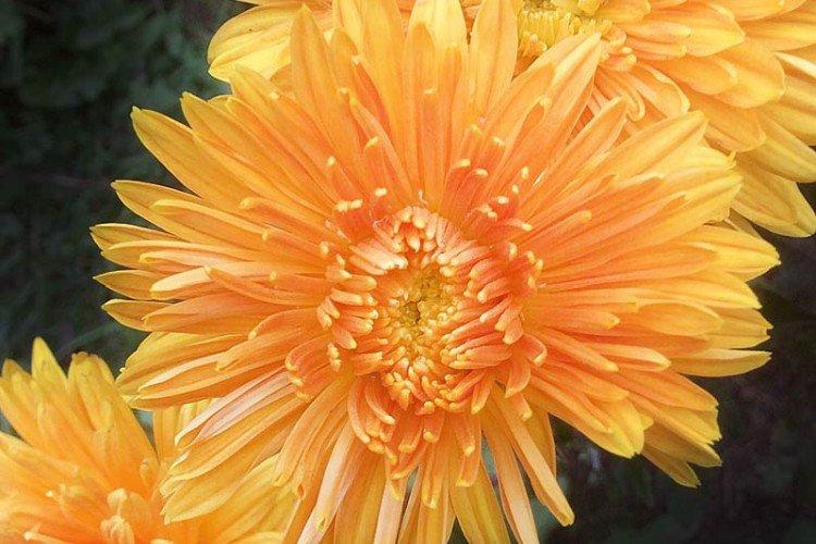 Médaillon - Variétés tardives de chrysanthèmes