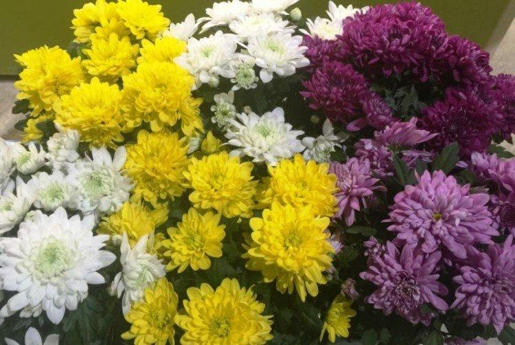 Zembla - Les meilleures variétés vivaces de chrysanthèmes