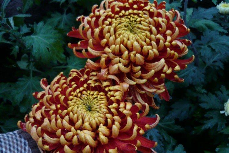 Tom Pierce - Meilleures variétés de chrysanthèmes vivaces