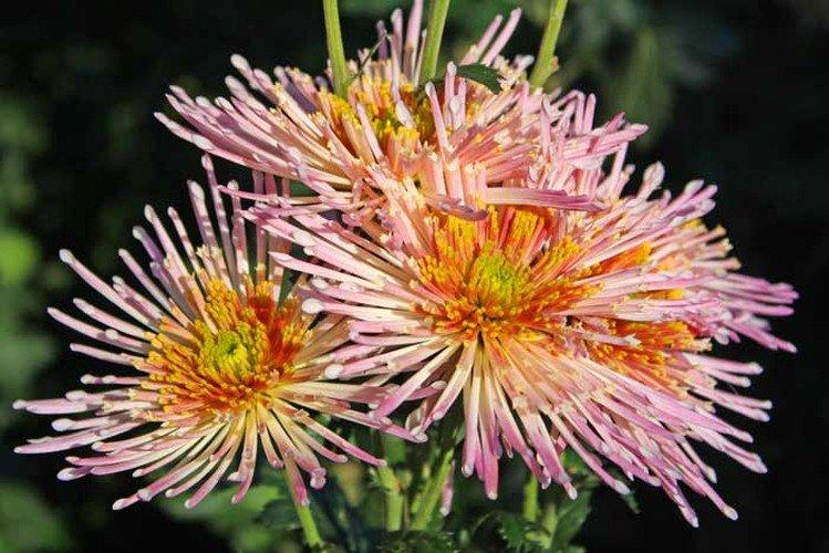 Champagne Splash - Meilleurs chrysanthèmes vivaces