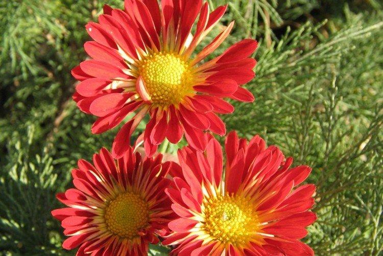 Lumières du soir - Variétés populaires de chrysanthèmes à petites et moyennes fleurs