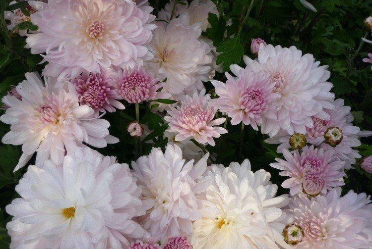 Apple Blossom - Variétés populaires de chrysanthèmes à petites et moyennes fleurs